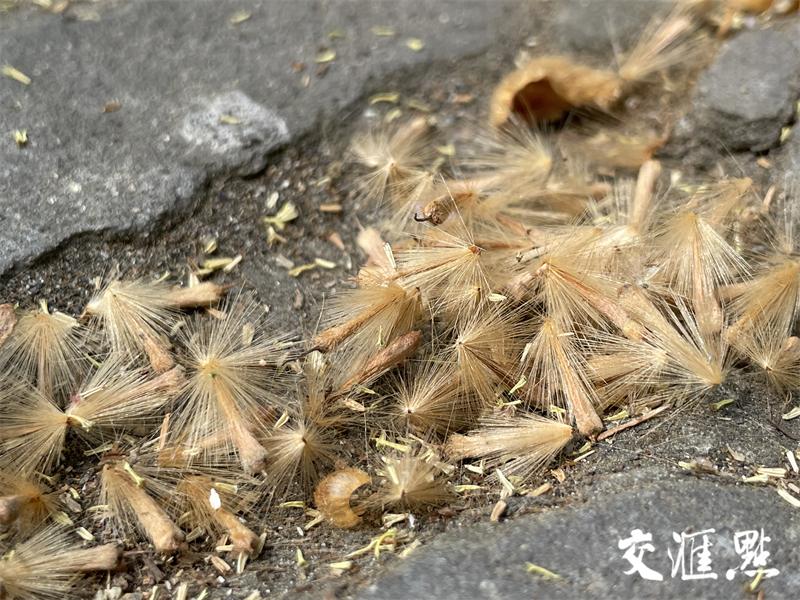 梧桐街道天气预报与生活指南