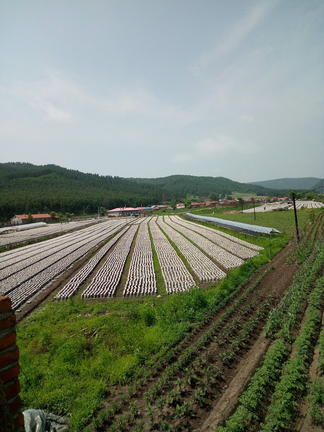 东风岗林场最新天气预报发布