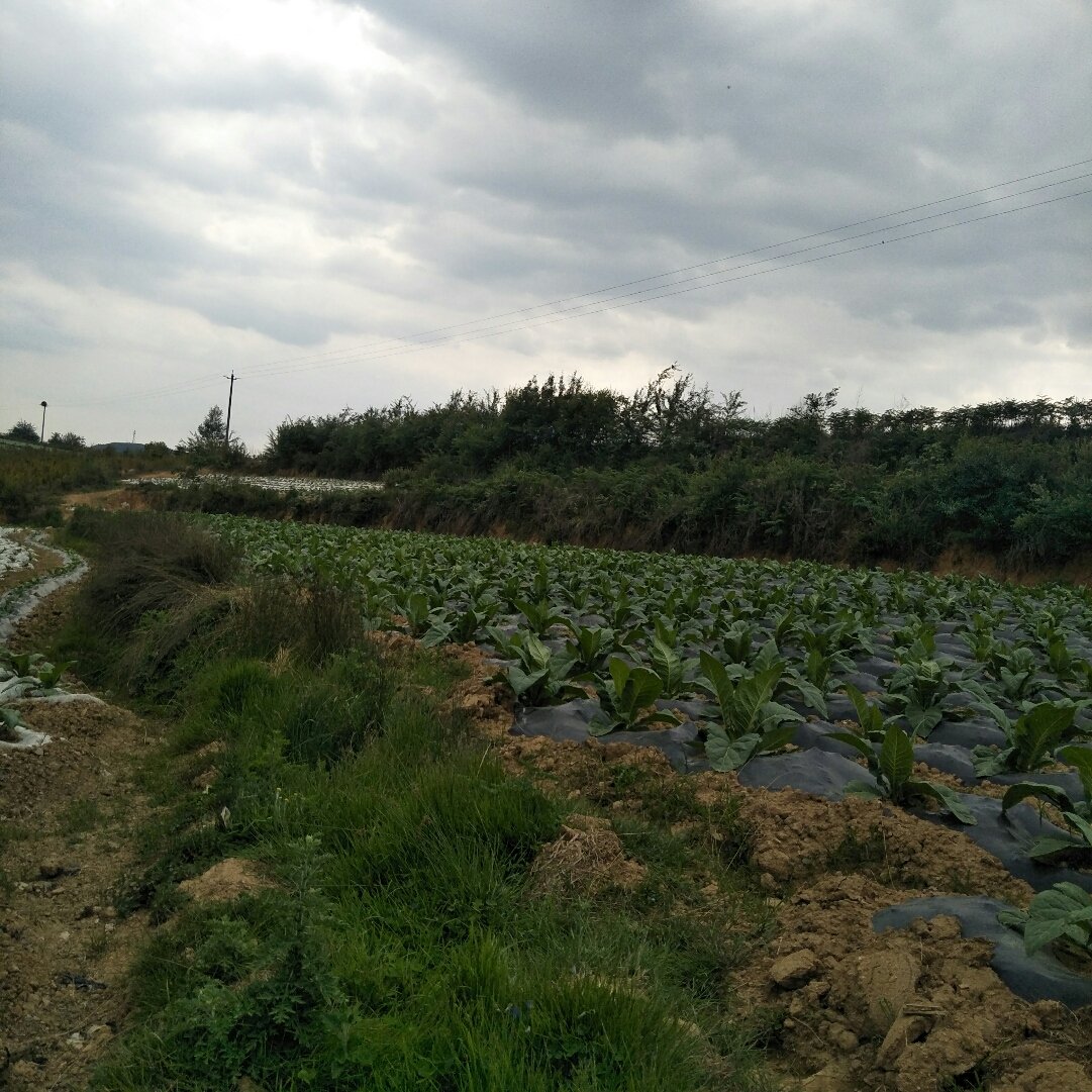 董马乡天气预报更新通知